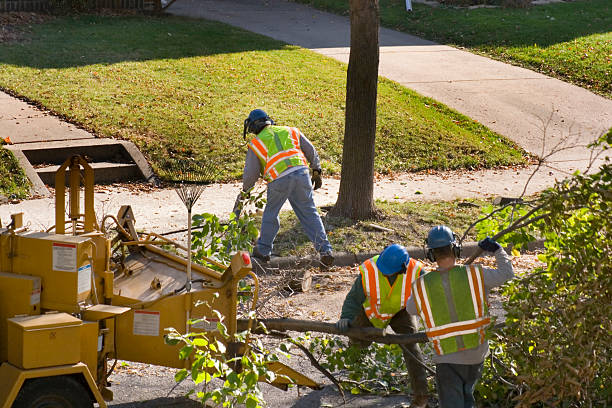 Best Palm Tree Trimming  in Hanceville, AL